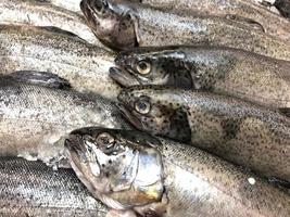 macro photo truite fraîche. stock photo fruits de mer truite poisson sur glace