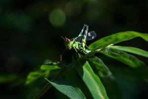 La macro sauterelle vit sur des feuilles d'herbe sur fond de nature, mise au point sélective. photo