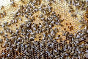 nid d'abeilles de ruche remplie de miel doré photo