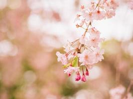 les fleurs de cerisier abstraites fleurissent au printemps. photo