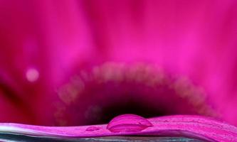 macro gerbera gros plan photo