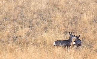 cerf dans le champ photo