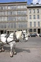 cheval de taxi hansome du vieux montréal photo