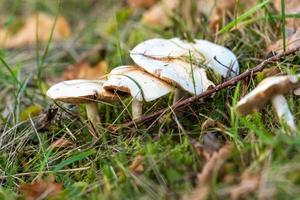 gros plan de plusieurs champignons lamellaires blancs entre l'herbe et les feuilles photo