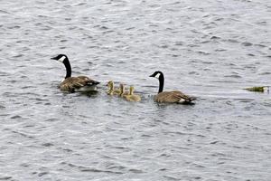 bernache du canada et bébés photo