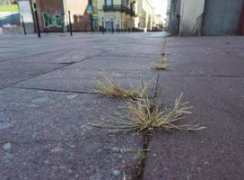 herbe dans la chaussée en béton photo