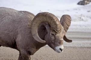 mouflon d'Amérique photo