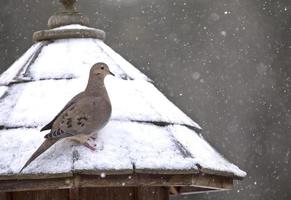 tourterelle triste en hiver photo