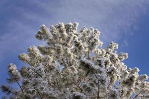 gel hiver saskatchewan photo