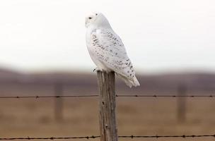 harfang des neiges sur poteau de clôture photo