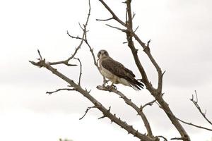 faucon swainson dans un arbre photo