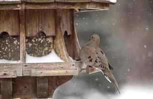 tourterelle triste en hiver photo