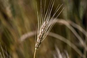 fermer le blé dans le champ photo