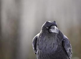 corbeau en hiver photo