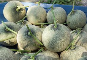 melon frais cultivé sous serre photo