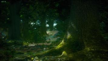 les racines des arbres et le soleil dans une forêt verte photo