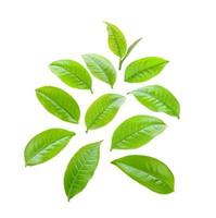 feuilles de thé sur blanc photo