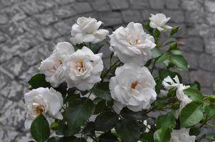 fleur rose blanche photo