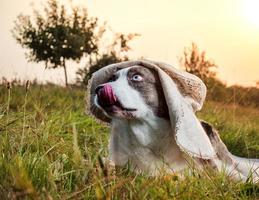 drôle de chien corgi posant dans un chapeau féminin sur fond de soleil couchant photo