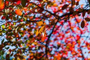 automne dans la ville de strasbourg, lumière du soleil et couleurs, vue sur la rue photo