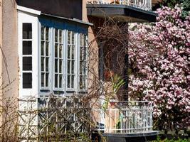 de superbes magnolias roses fleurissent dans les jardins de strasbourg. énormes fleurs délicates. photo