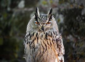 énorme hibou gros plan, flore et faune des vosges photo