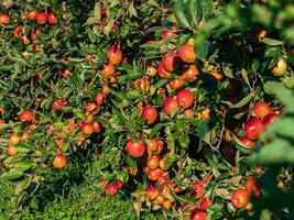 plantations de pommiers en alsace. faire pousser des fruits. soleil, automne. photo