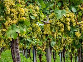 les raisins sont mûrs. saison des vendanges. viticulture en alsace. photo