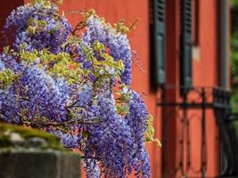 glycine en fleurs. superbes lianes lilas. temps ensoleillé. strasbourg. le confort et la beauté d'une journée de printemps dans un quartier calme de la ville. photo