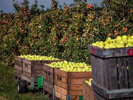 les pommes sont mûres. saison de cueillette des pommes. forêt Noire. Allemagne photo
