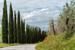 magnifique paysage toscan. une route sortante encadrée de cyprès. coquelicots rouges en fleurs. photo