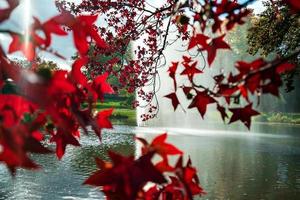 feuilles d'érable et de sycomore d'automne multicolores pointues. fermer. photo