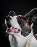 Beau chien corgi brun closeup portrait émotionnel photo