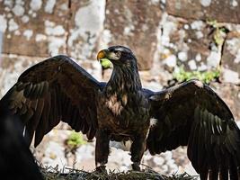 énorme coup d'aigle gros plan sur la faune et la flore des vosges photo