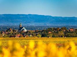 très beau vignoble jaune d'alsace à l'automne, après les vendanges. photo