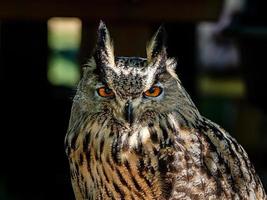 énorme hibou gros plan, flore et faune des vosges photo