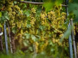 les raisins sont mûrs. saison des vendanges. viticulture en alsace. photo