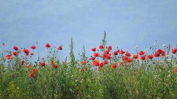 champ de coquelicots rouges photo