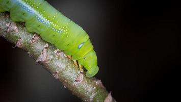 les chenilles, ou larves, rongent ou mangent les feuilles des espèces d'adénium en préparation pour se transformer en pupes. les gros points bleus ne sont pas les yeux. il n'est là que pour tromper l'ennemi. photo