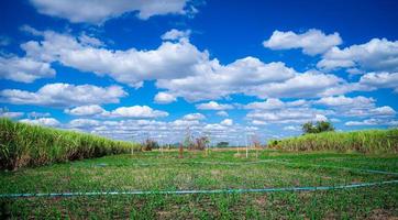 terre agricole pour la culture du maïs un petit plant de maïs et un tuyau pour arroser les champs. par temps clair, il y a quelques nuages blancs. le jour, le ciel est d'un bleu éclatant. photo