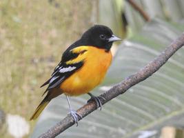 mâle oriole de baltimore 1 photo