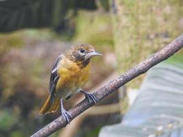 jeune oriole du nord de baltimore photo