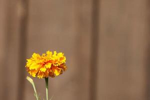 bouchent les fleurs photo