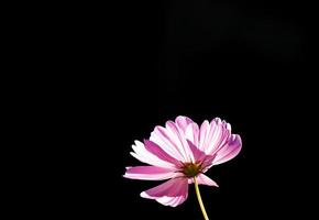 bouchent les fleurs photo