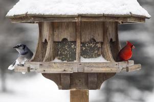 cardinal à la mangeoire à oiseaux photo