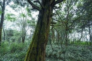 vieux arbres et mousse dans la forêt tropicale photo