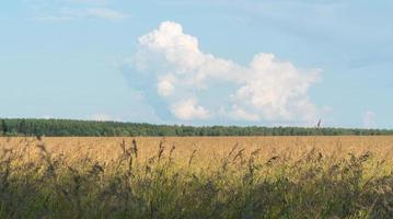 paysage de champ agricole avec forêt et nuages photo