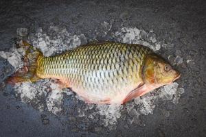 poisson carpe, poisson cru frais sur glace pour aliments cuits et fond sombre, marché aux poissons d'eau douce de carpe commune photo