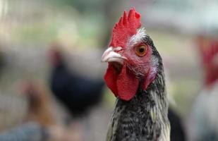 tête de poule de poulet se bouchent. photo