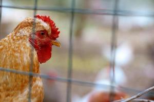 coq rouge derrière le treillis métallique dans le poulailler. poulets à la ferme, scène rurale. tête de coq se bouchent. grand et beau coq mâle. photo